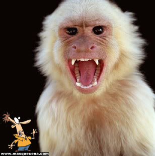 Foto engraçada da cara de um macaco